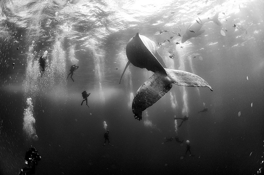 anuar-patjane-floriuk-whale-whisperers